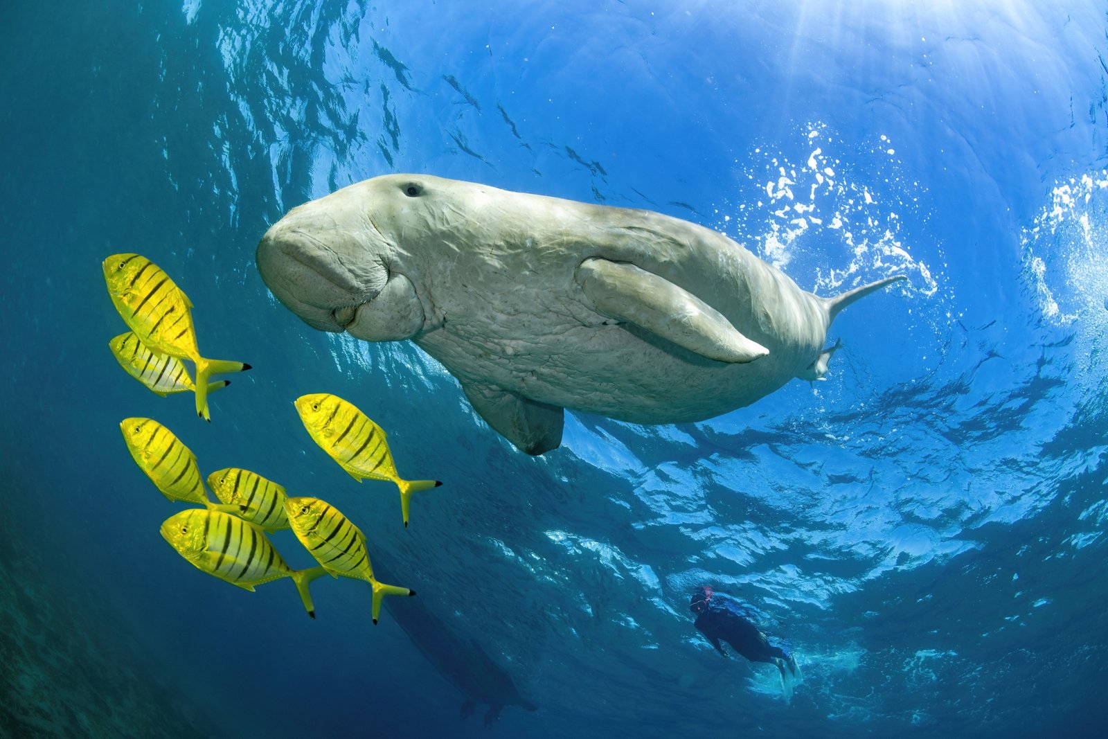 Abu Dabbab – snorkeling z żółwiami