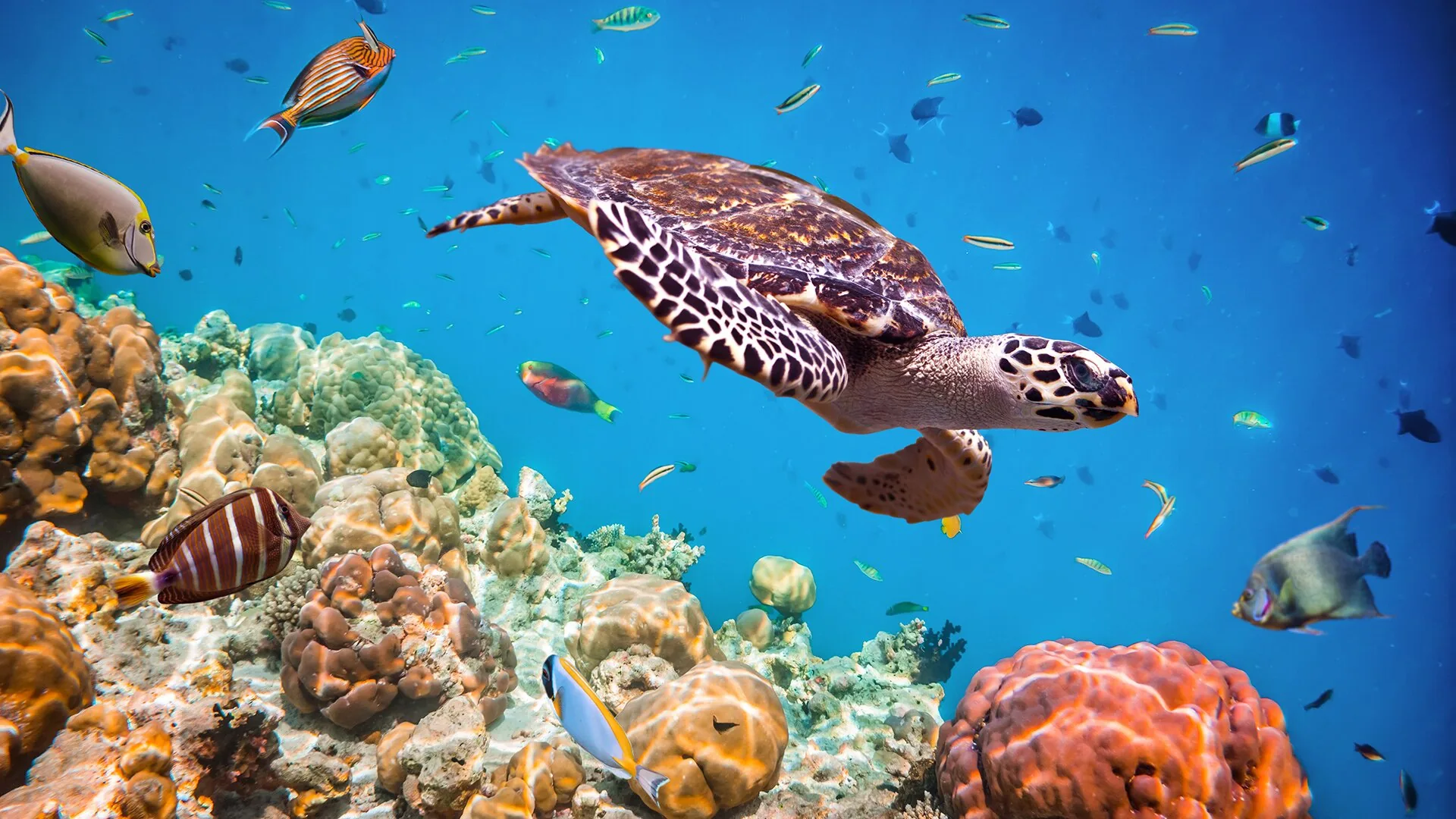 Sharm El Naga z Hurghady – snorkeling z brzegu