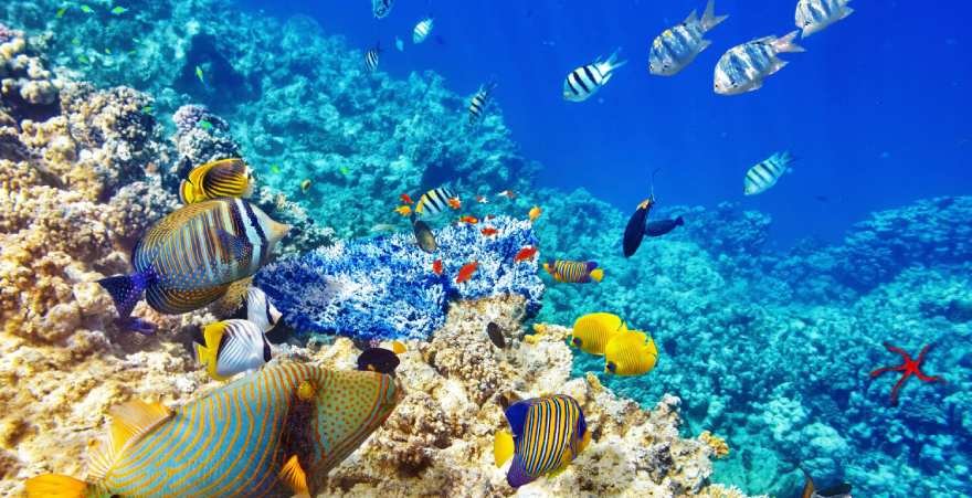 Morze Czerwone w Egipcie – Hurghada, Marsa Alam i kurorty